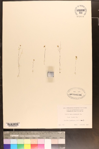 Utricularia subulata image