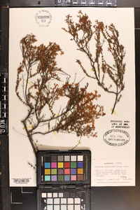 Hypericum brachyphyllum image