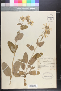 Berlandiera tomentosa image