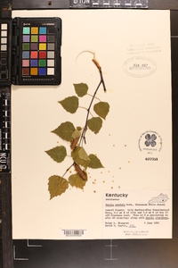 Betula pendula image