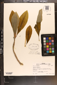 Magnolia tripetala image