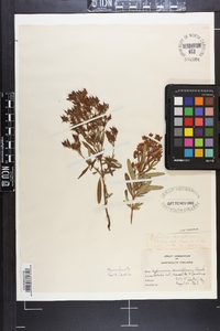 Hypericum densiflorum image