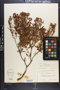 Hypericum densiflorum image