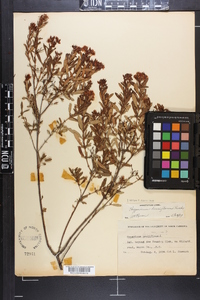 Hypericum densiflorum image