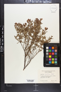 Hypericum densiflorum image