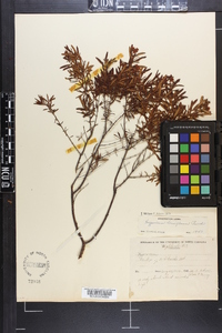 Hypericum densiflorum image