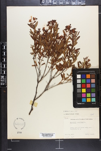 Hypericum densiflorum image