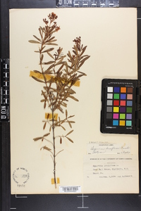 Hypericum densiflorum image