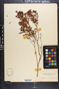 Hypericum densiflorum image