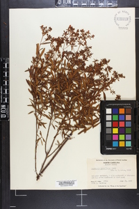 Hypericum densiflorum image