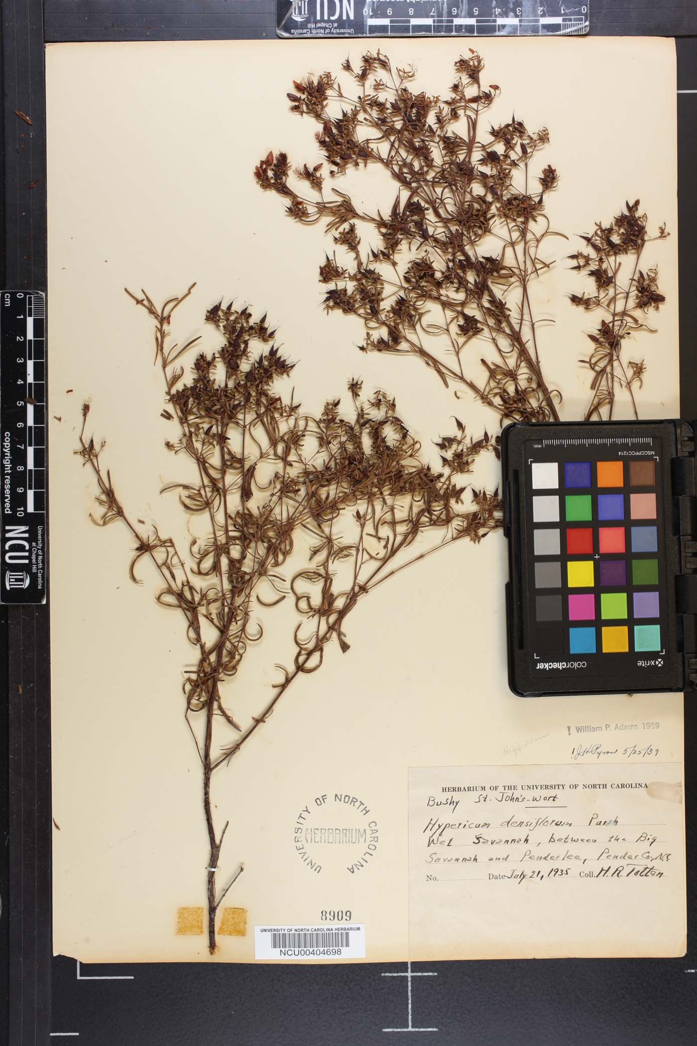 Hypericum densiflorum image