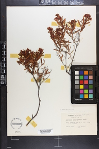 Hypericum densiflorum image