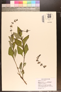 Salvia urticifolia image