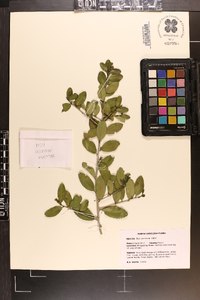 Ilex vomitoria image