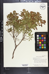 Hypericum densiflorum image