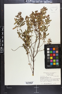 Hypericum densiflorum image