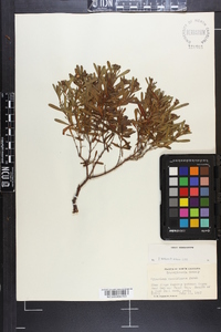 Hypericum densiflorum image