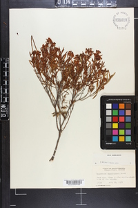 Hypericum densiflorum image