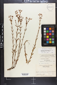 Hypericum denticulatum image