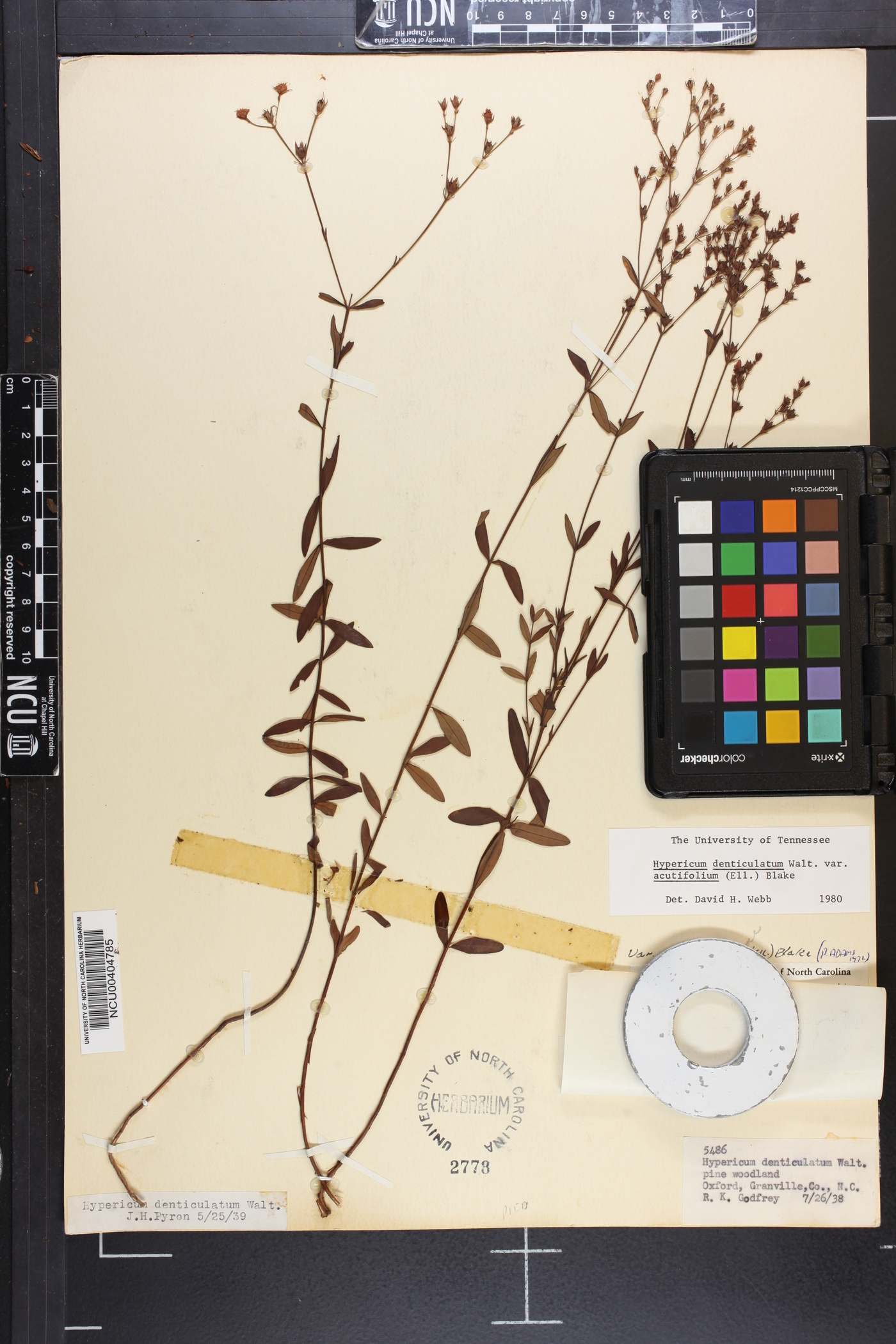 Hypericum denticulatum image