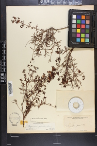 Hypericum galioides image