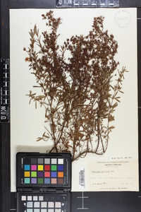 Hypericum galioides image