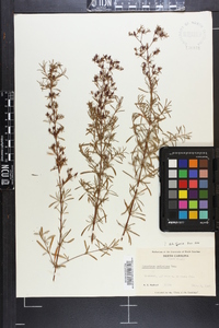 Hypericum galioides image