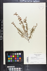 Hypericum galioides image