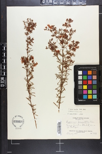 Hypericum galioides image