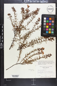 Hypericum galioides image