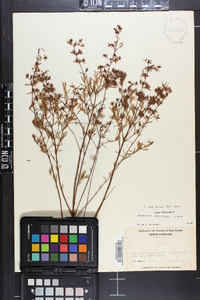 Hypericum galioides image