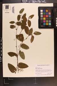 Smilax pumila image
