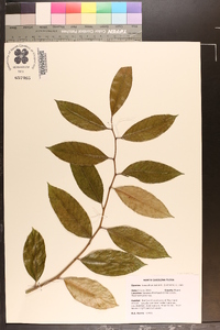 Leucothoe axillaris image