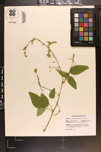 Desmodium canescens image