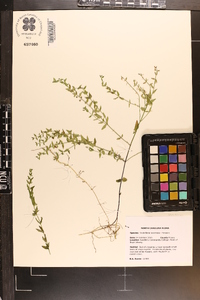 Scutellaria racemosa image