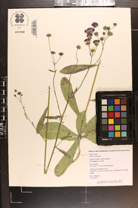 Vernonia acaulis image