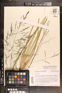 Coleataenia rigidula subsp. rigidula image