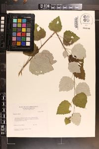 Populus alba image