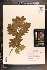 Quercus margaretta image