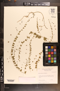 Kickxia elatine image