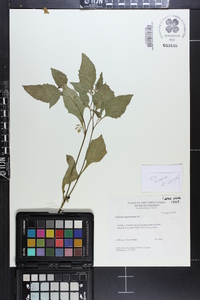 Solanum ptychanthum image