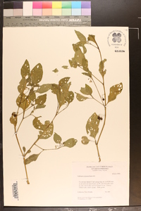 Solanum emulans image