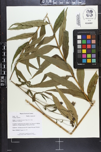 Helianthus laevigatus image