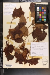 Vitis vulpina image