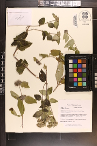 Pycnanthemum curvipes image