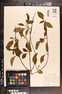 Schisandra glabra image