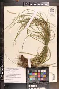Carex cherokeensis image