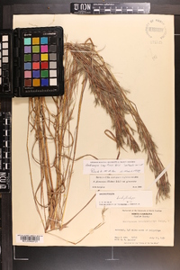 Andropogon capillipes image