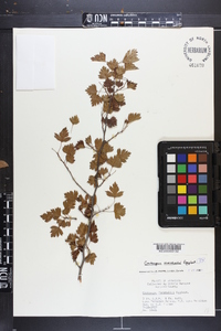 Crataegus marshallii image