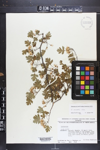 Crataegus marshallii image